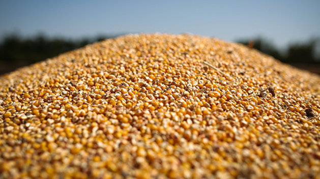 Экспорт украинской пшеницы и кукурузы обвалился, но рост цен спас положение