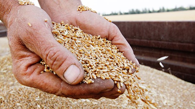 Если из Украины вывезут 20 млн тонн зерна, то оставшееся население начнет голодать - эксперт