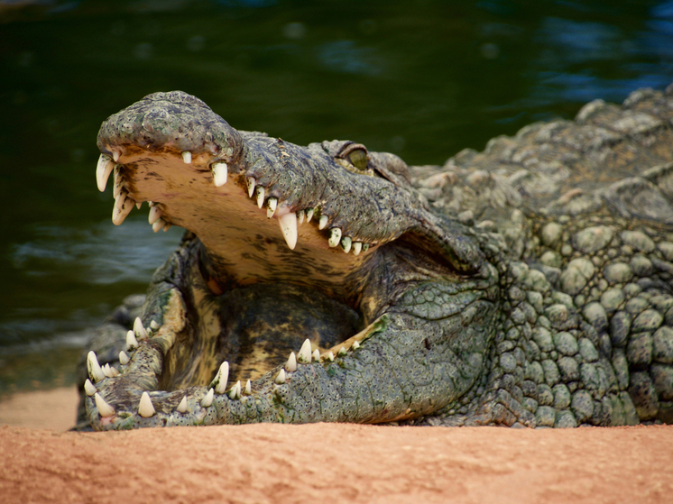 Избившая крокодила ради спасения сестры женщина получила награду