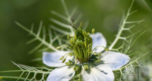 «Ленивый» сад: эксперты рассказали, какие цветы можно сажать в ноябре