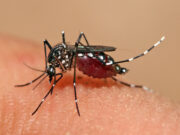 Куба борется с распространением переносимых комарами смертельных заболеваний