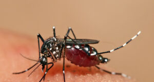 Куба борется с распространением переносимых комарами смертельных заболеваний