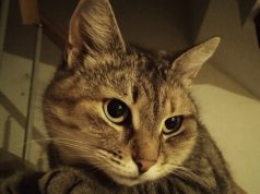 Что можно, а что нельзя делать 17 января в день Зосимы Пчельника