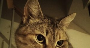 Что можно, а что нельзя делать 17 января в день Зосимы Пчельника