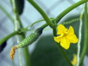 Огурец — не молодец: почему огурчик дороже ананаса и его впору выращивать на подоконнике