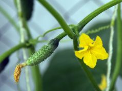 Огурец — не молодец: почему огурчик дороже ананаса и его впору выращивать на подоконнике