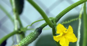 Огурец — не молодец: почему огурчик дороже ананаса и его впору выращивать на подоконнике