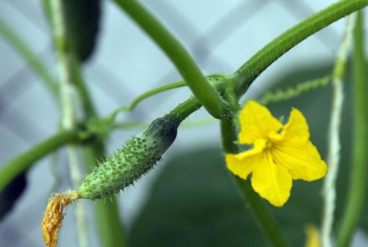 Огурец — не молодец: почему огурчик дороже ананаса и его впору выращивать на подоконнике